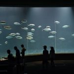 人気の水族館！ 葛西臨海公園水族館～散策しながら、友活・恋婚しよう～